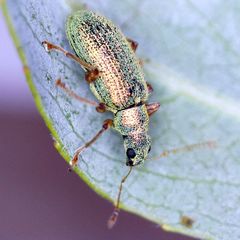 Polydrusus pterygomalis