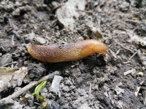 Smeđoprugi prpolj (Arion fuscus)