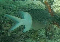 Acanthochromis polyacanthus