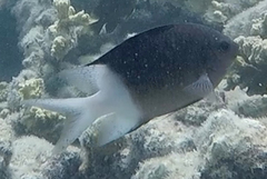 Acanthochromis polyacanthus