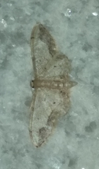 Idaea efflorata