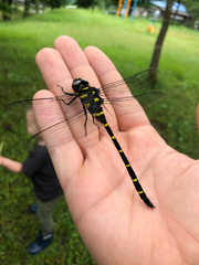 Anotogaster sieboldii