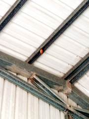 Myotis formosus flavus