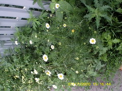 Tripleurospermum inodorum