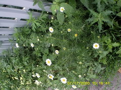 Tripleurospermum inodorum