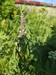 Leonurus glaucescens