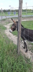 Equus asinus