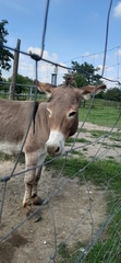 Equus asinus