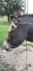 Equus asinus