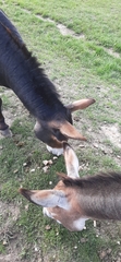 Equus asinus