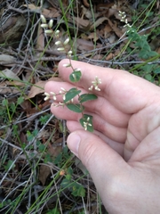 Leucopogon amplexicaulis