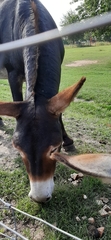 Equus asinus