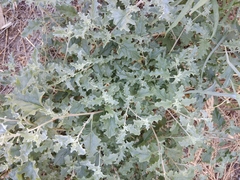 Atriplex tatarica