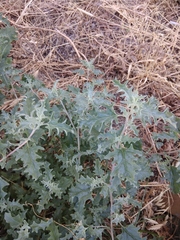 Atriplex tatarica