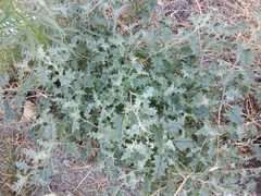 Atriplex tatarica