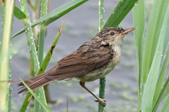 Acrocephalus scirpaceus