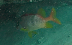 Sargocentron spiniferum