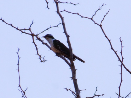 Diederik Cuckoo