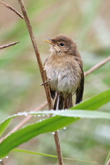 Acrocephalus scirpaceus