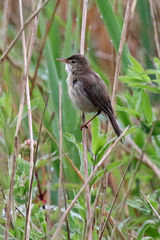 Acrocephalus scirpaceus