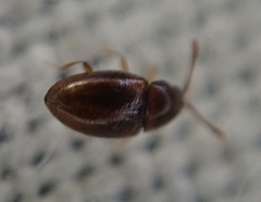 Coleoptera