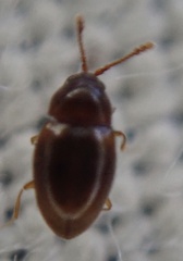 Coleoptera