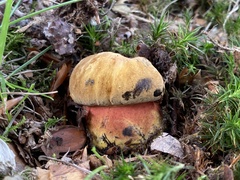 Neoboletus xanthopus