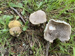 Amanita franchetii