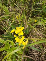 Spathoglottis pubescens