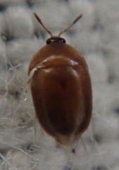 Sericoderus