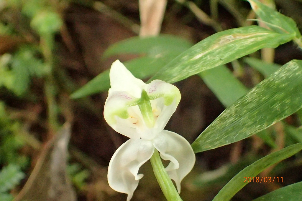 Disperis fanniniae