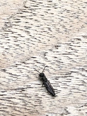 Sapygina decemguttata