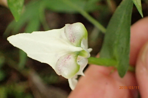 Image of Disperis fanniniae by no rights reserved