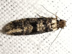 Morophaga morellus