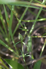 Polygala verticillata isocycla