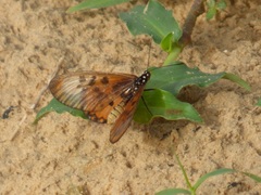 Acraea neobule neobule