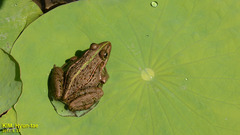 Pelophylax nigromaculatus