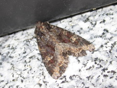 Apamea amputatrix
