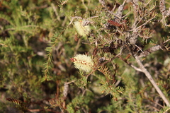 Melaleuca incana