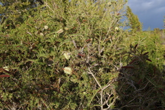 Melaleuca incana