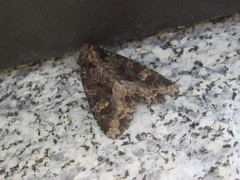 Apamea amputatrix