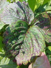 Diplocarpon fragariae