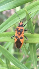 Corizus hyoscyami