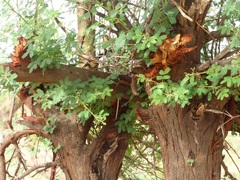 Vachellia nilotica