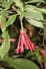 Fuchsia boliviana boliviana