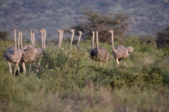 Struthio molybdophanes