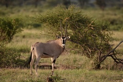 Oryx beisa beisa