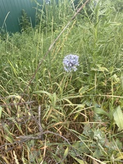 Allium caeruleum
