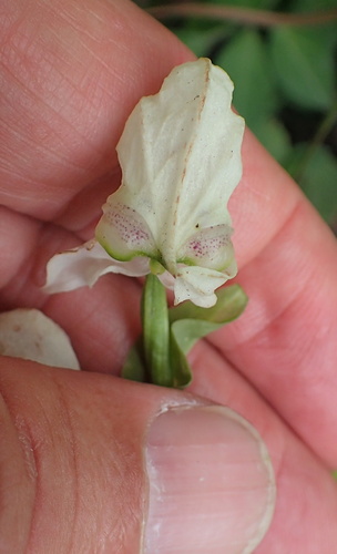 Image of Disperis fanniniae by no rights reserved