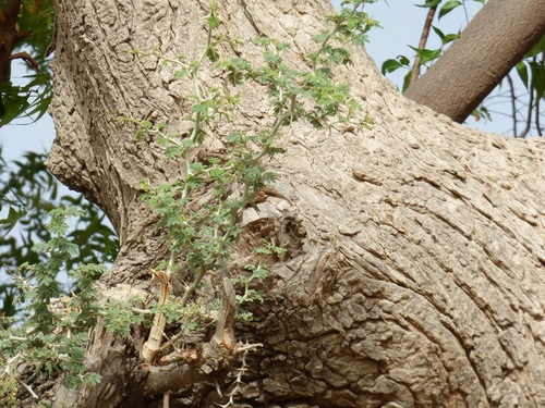 Ana tree